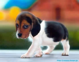 Descrição: beagle-puppy_496x372